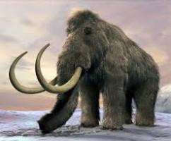 mamut