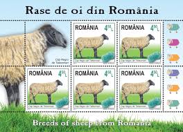 „Rase de oi din România”