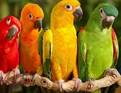 Papagali - curcubeu de papagali 4