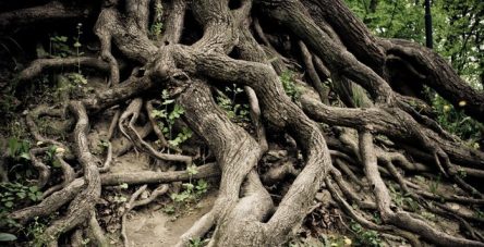 Twisted old tree roots