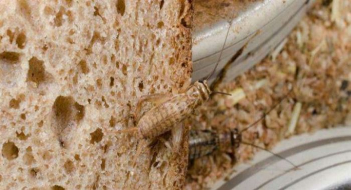 paine din faina de greieri