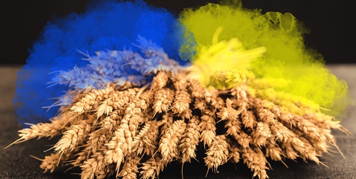 Ears,Of,Wheat,And,Grains,With,Ukraine,Flag,On,Dark