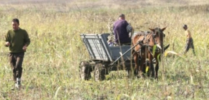 AGRICULTURA - CĂRUȚĂ - teren-parloaga-