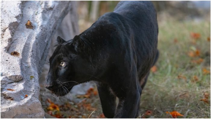 Pantera neagra la Giurgiu